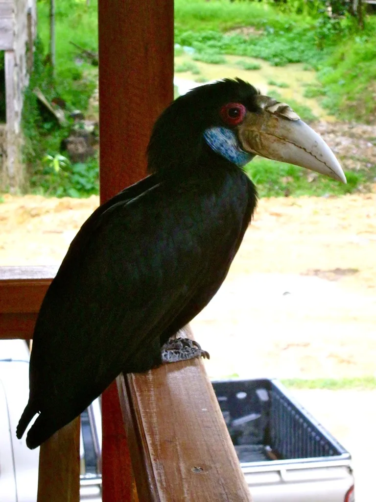 花冠皱盔犀鸟(Rhyticeros undulatus)