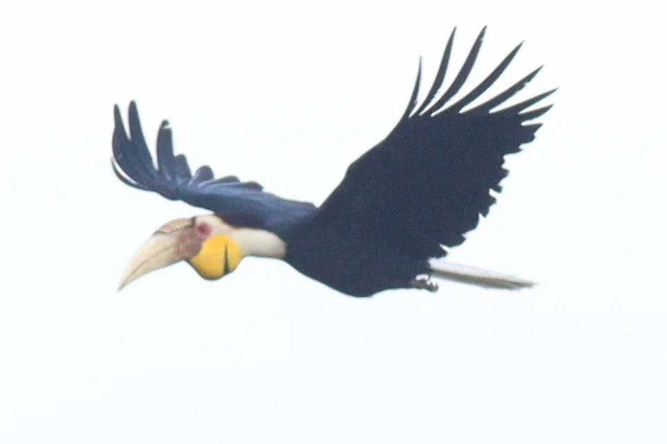 花冠皱盔犀鸟(Rhyticeros undulatus)