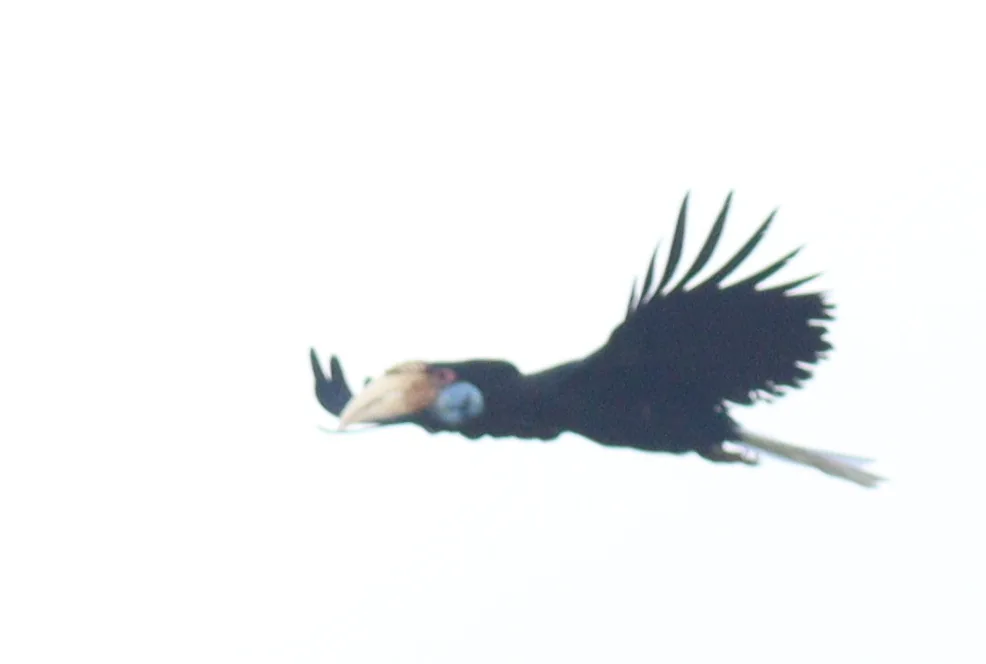 花冠皱盔犀鸟(Rhyticeros undulatus)