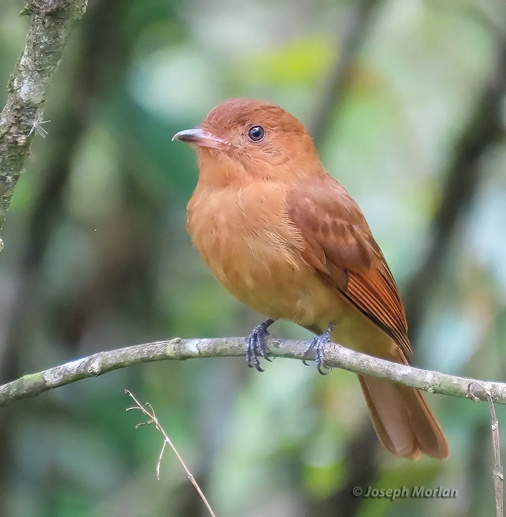 棕悲霸鹟(Rhytipterna holerythra)