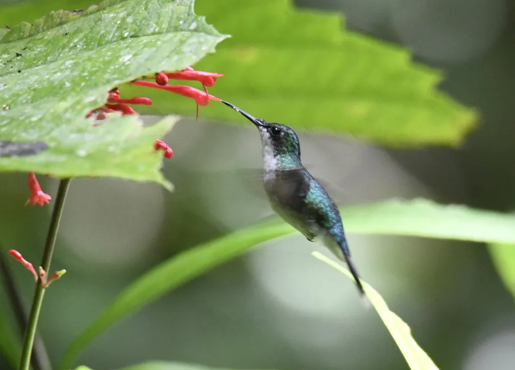 波多翠蜂鸟(Riccordia maugaeus)