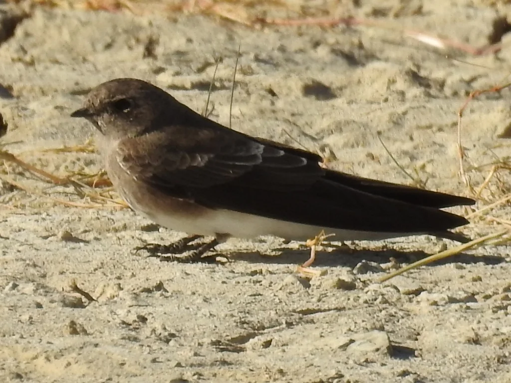 非洲褐喉沙燕(Riparia paludicola)