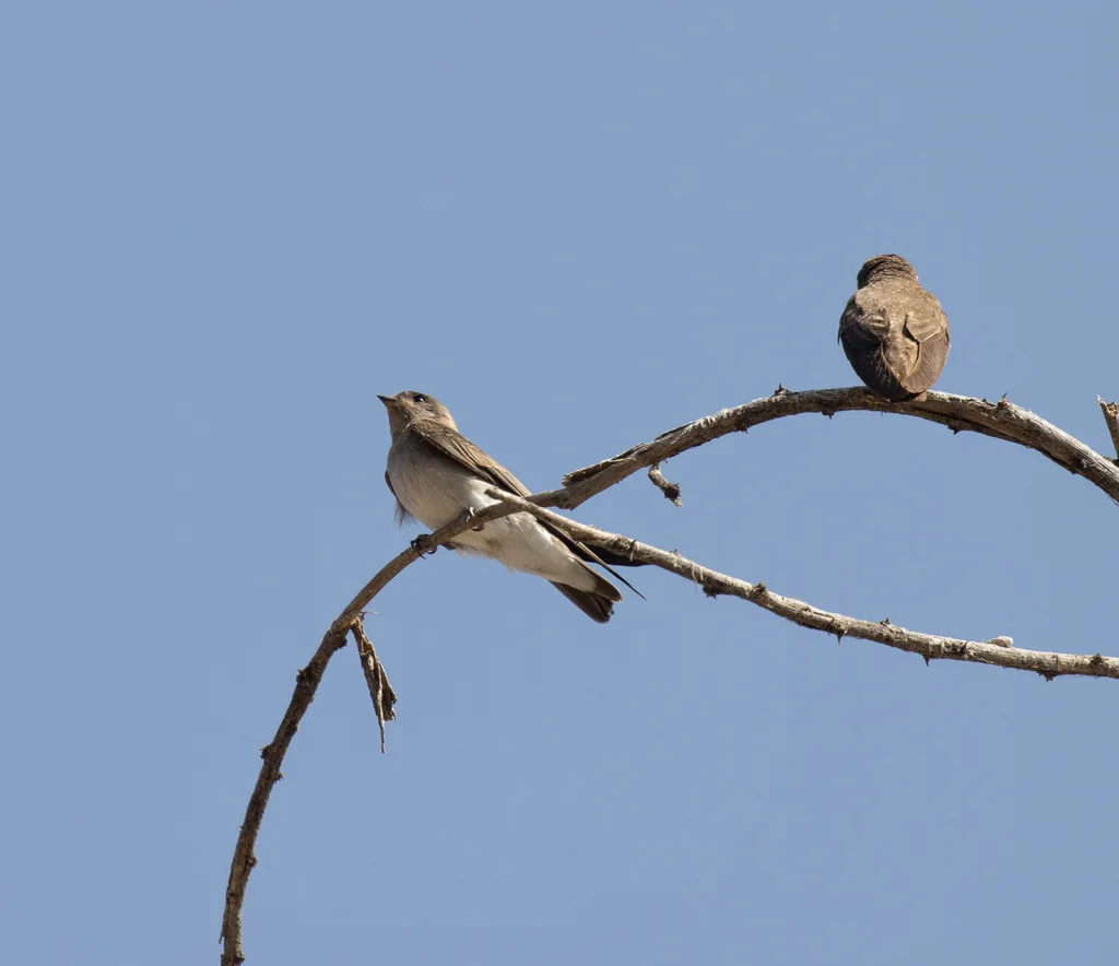 非洲褐喉沙燕(Riparia paludicola)