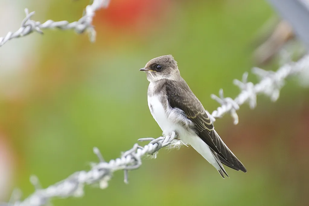崖沙燕(Riparia riparia)