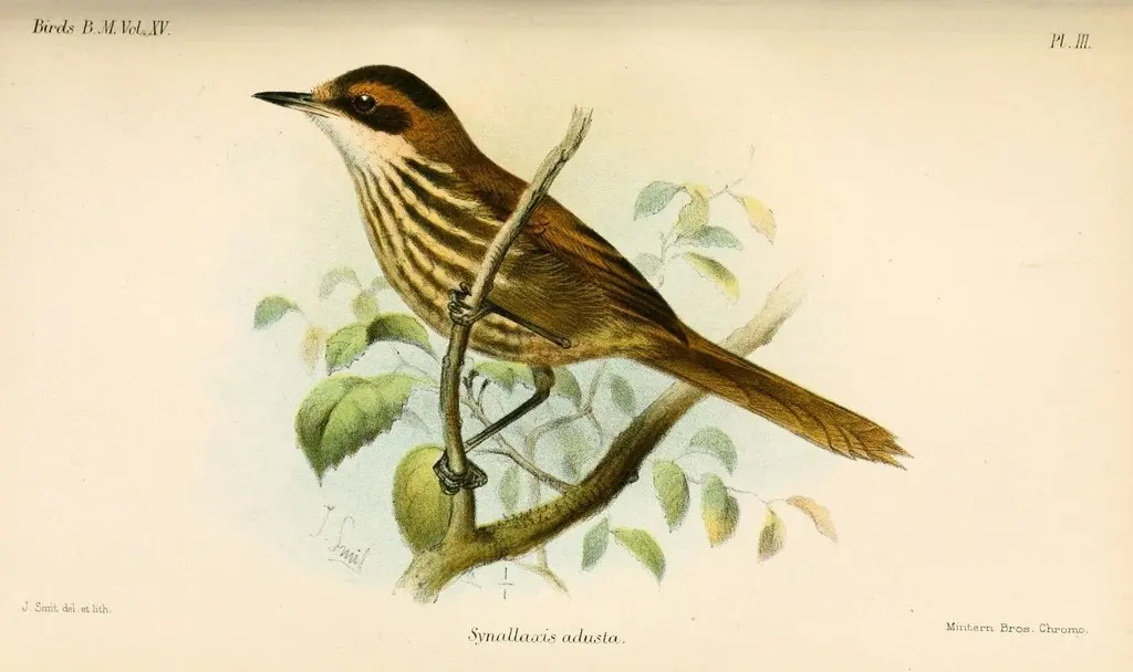 红斑尾雀(Roraimia adusta)