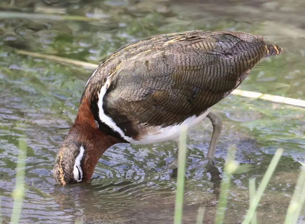 彩鹬(Rostratula benghalensis)