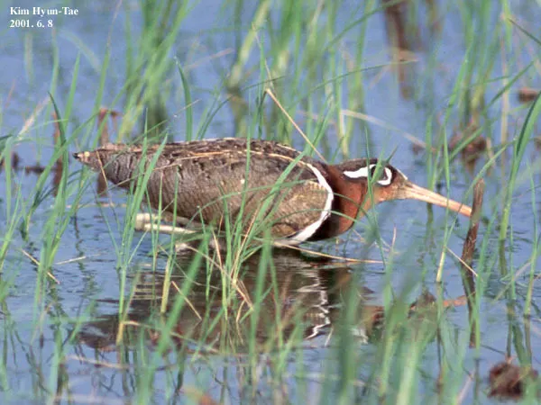 彩鹬(Rostratula benghalensis)
