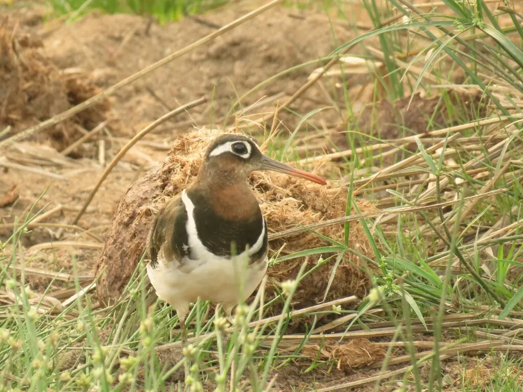 彩鹬(Rostratula benghalensis)