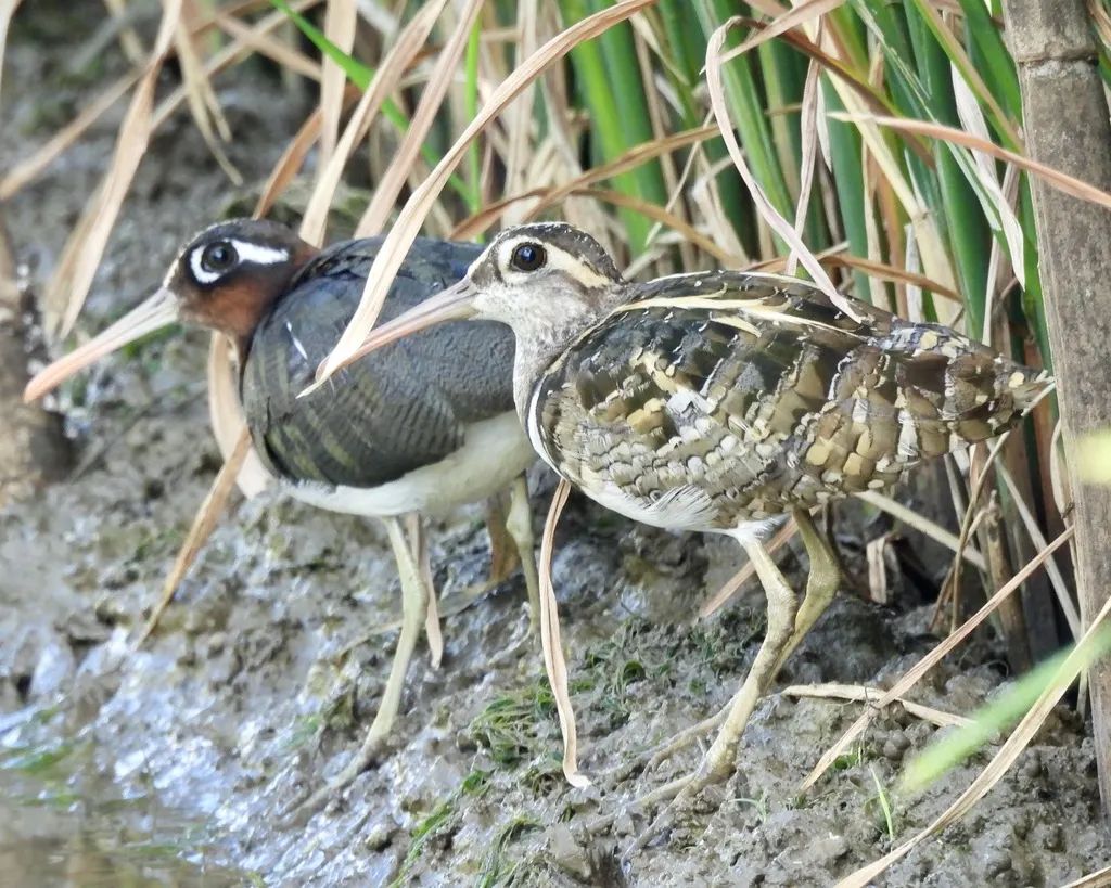 彩鹬(Rostratula benghalensis)