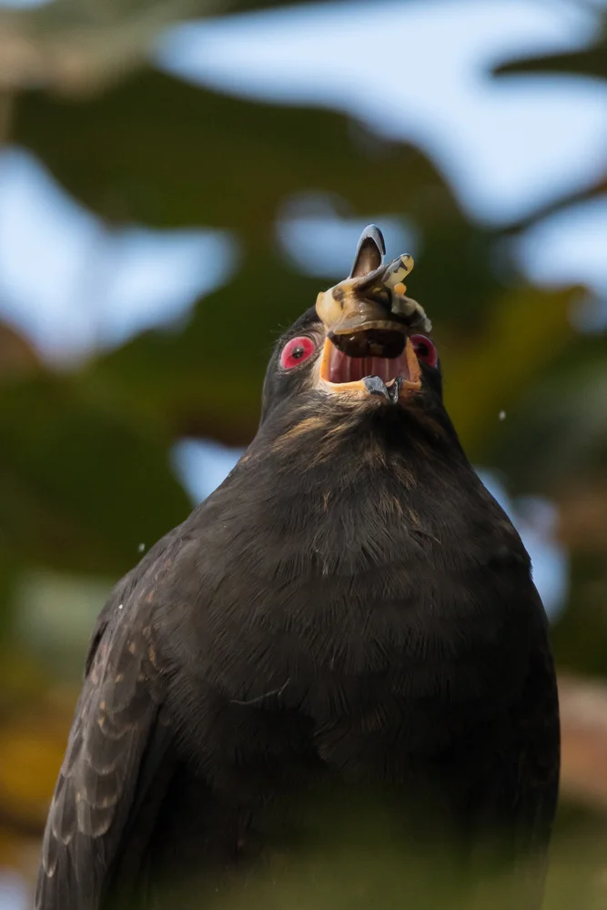 食螺鸢(Rostrhamus sociabilis)
