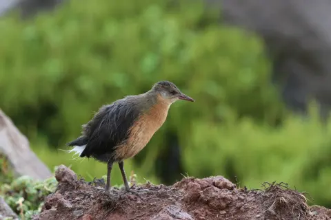 鲁氏秧鸡