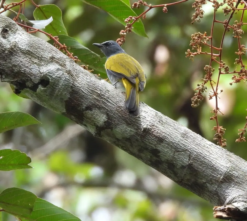 灰腹鹎(Rubigula cyaniventris)