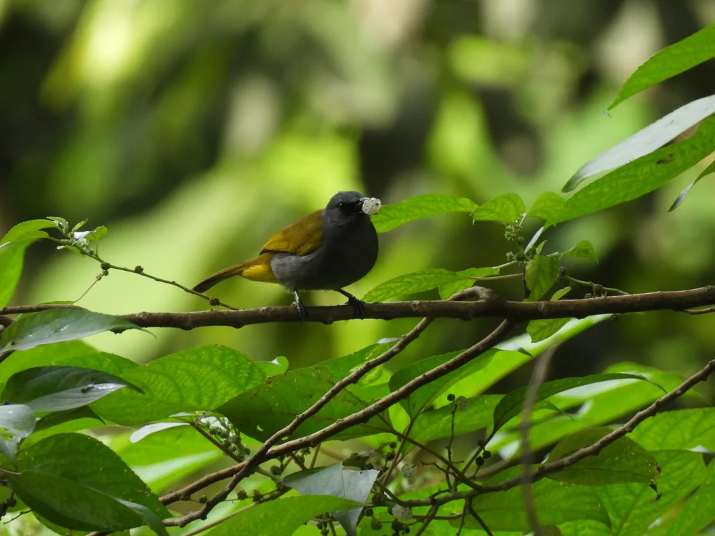 灰腹鹎(Rubigula cyaniventris)