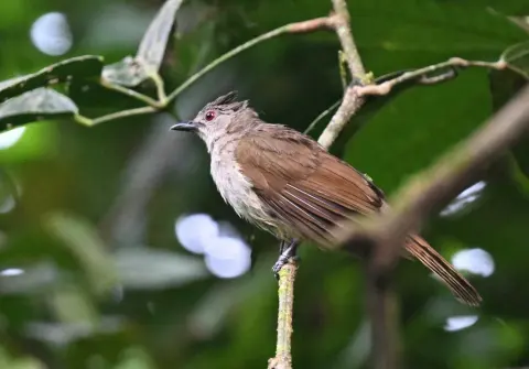 小褐鹎