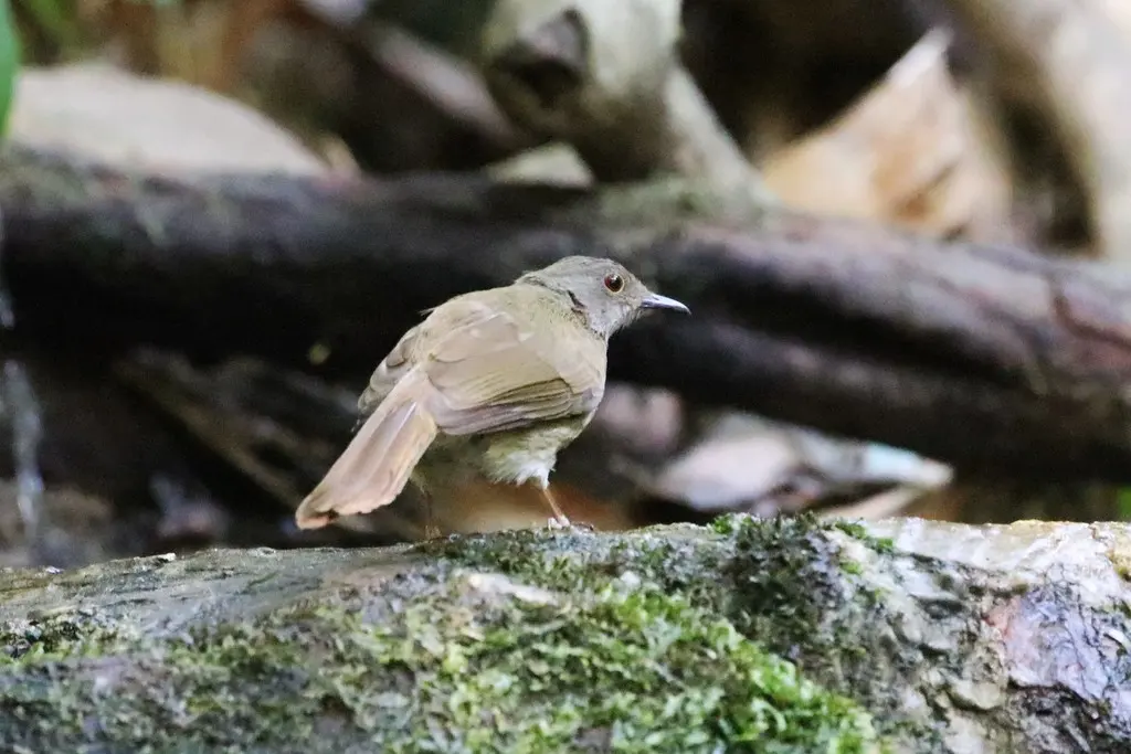 小褐鹎(Rubigula erythropthalmos)