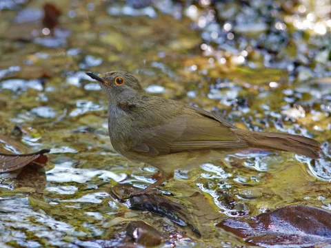 小褐鹎