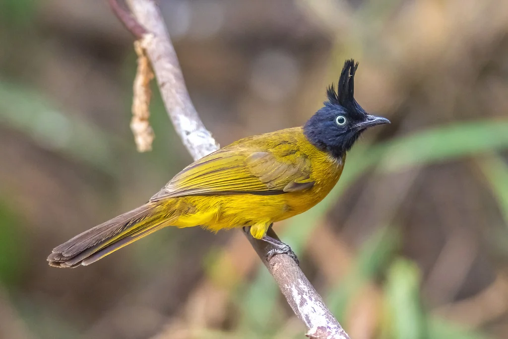 黑冠黄鹎（Rubigula flaviventris）