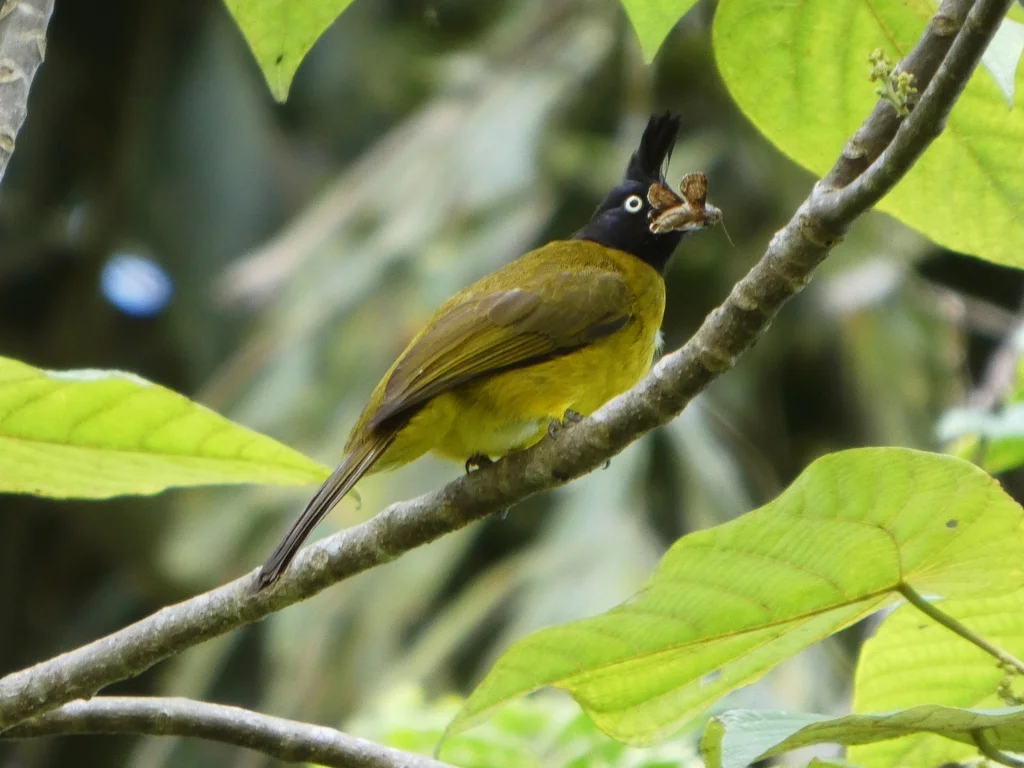 黑冠黄鹎（Rubigula flaviventris）
