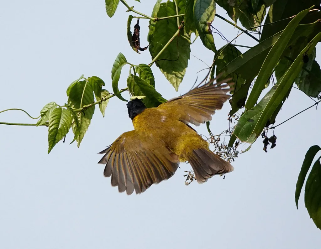 黑冠黄鹎（Rubigula flaviventris）