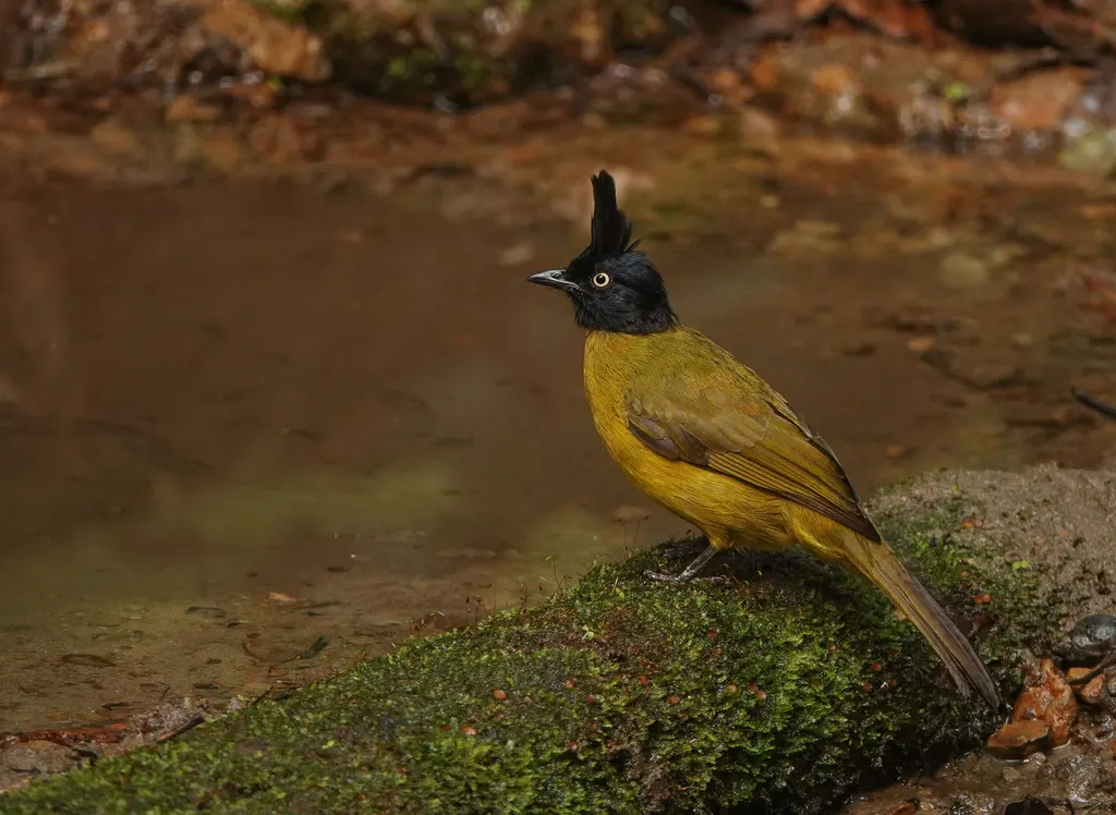 黑冠黄鹎（Rubigula flaviventris）