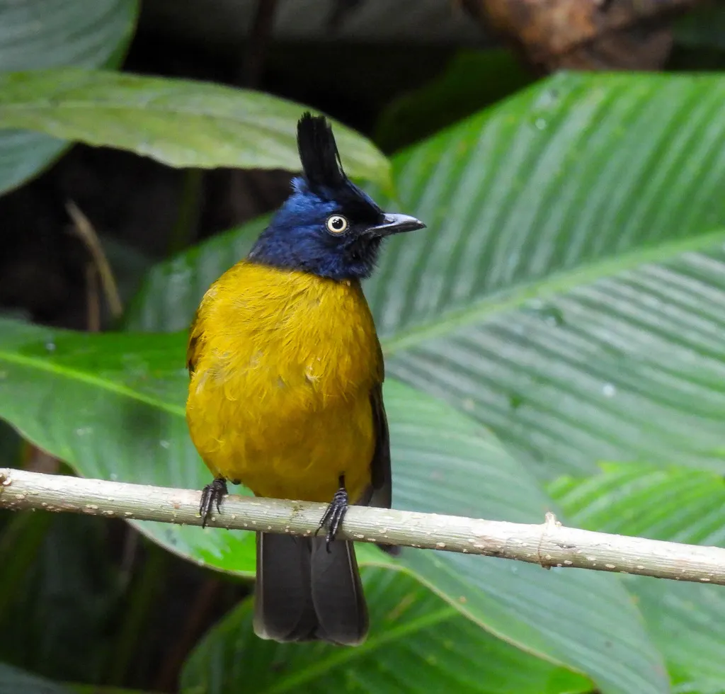 黑冠黄鹎（Rubigula flaviventris）