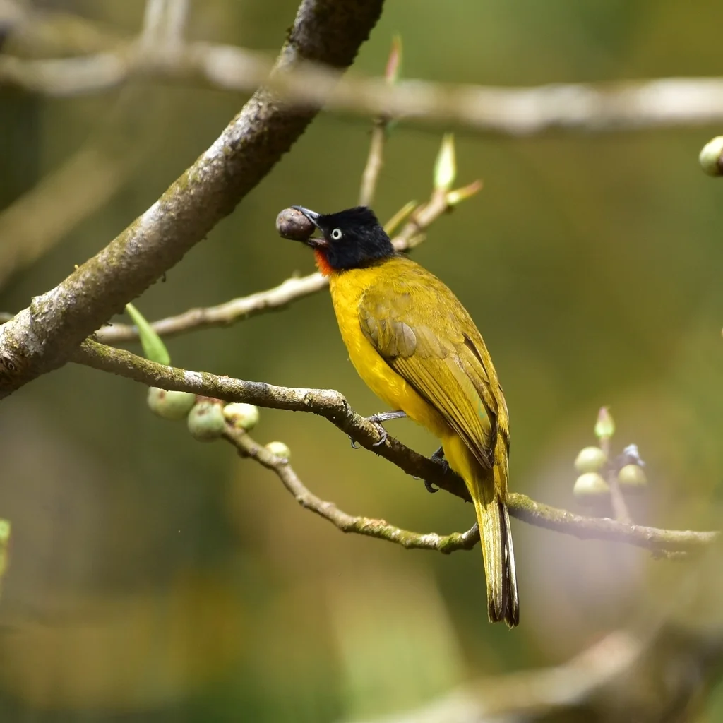 火喉黄鹎(Rubigula gularis)