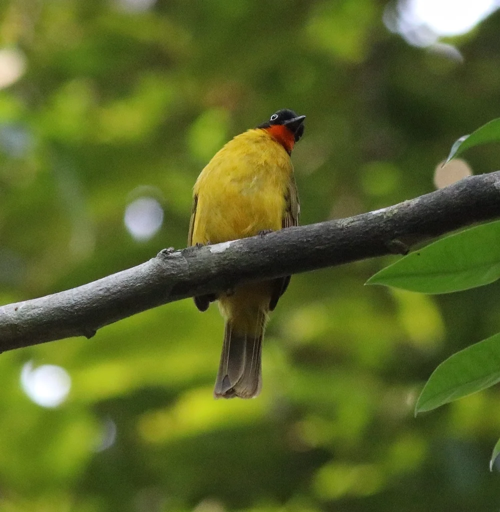 火喉黄鹎(Rubigula gularis)