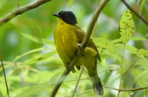 黑顶黄鹎