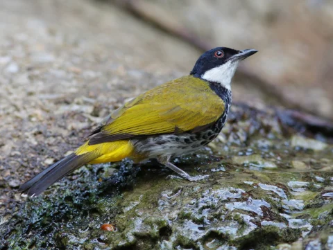 鳞胸鹎