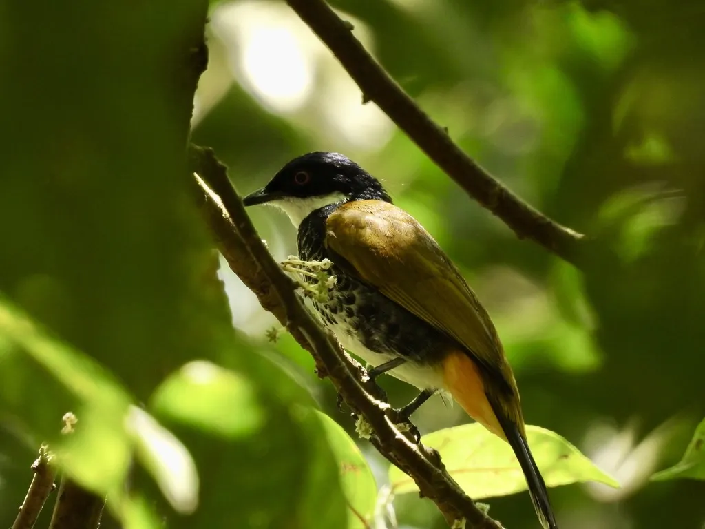 鳞胸鹎(Rubigula squamata)