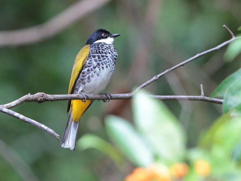 鳞胸鹎(Rubigula squamata)