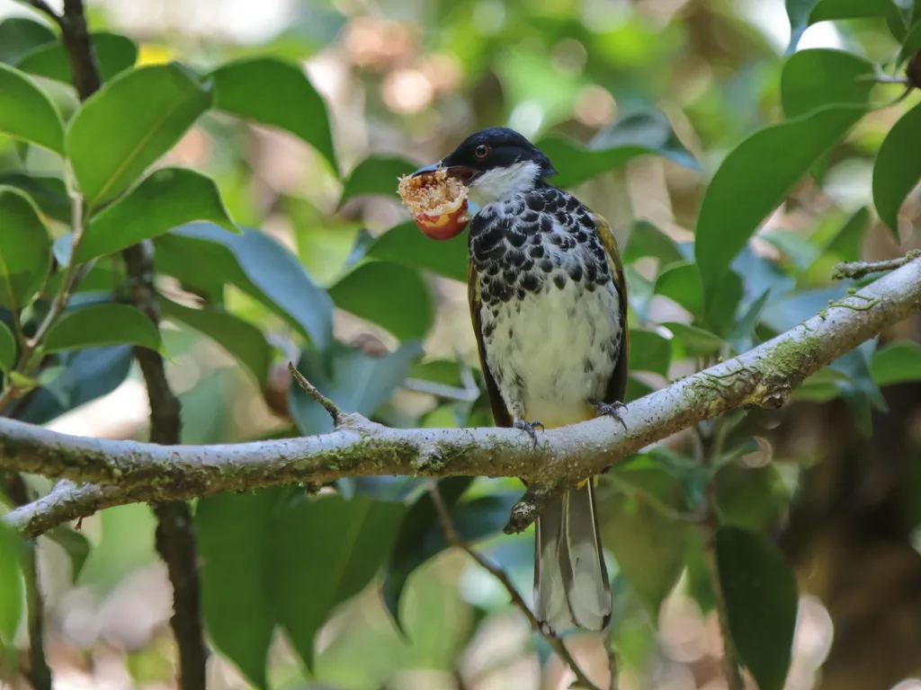 鳞胸鹎(Rubigula squamata)