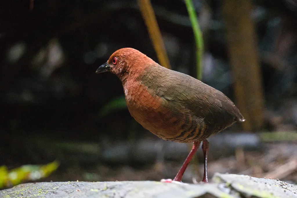 黑斑田鸡(Rufirallus fasciatus)