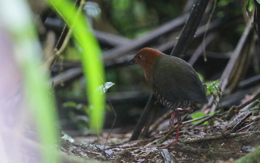黑斑田鸡(Rufirallus fasciatus)