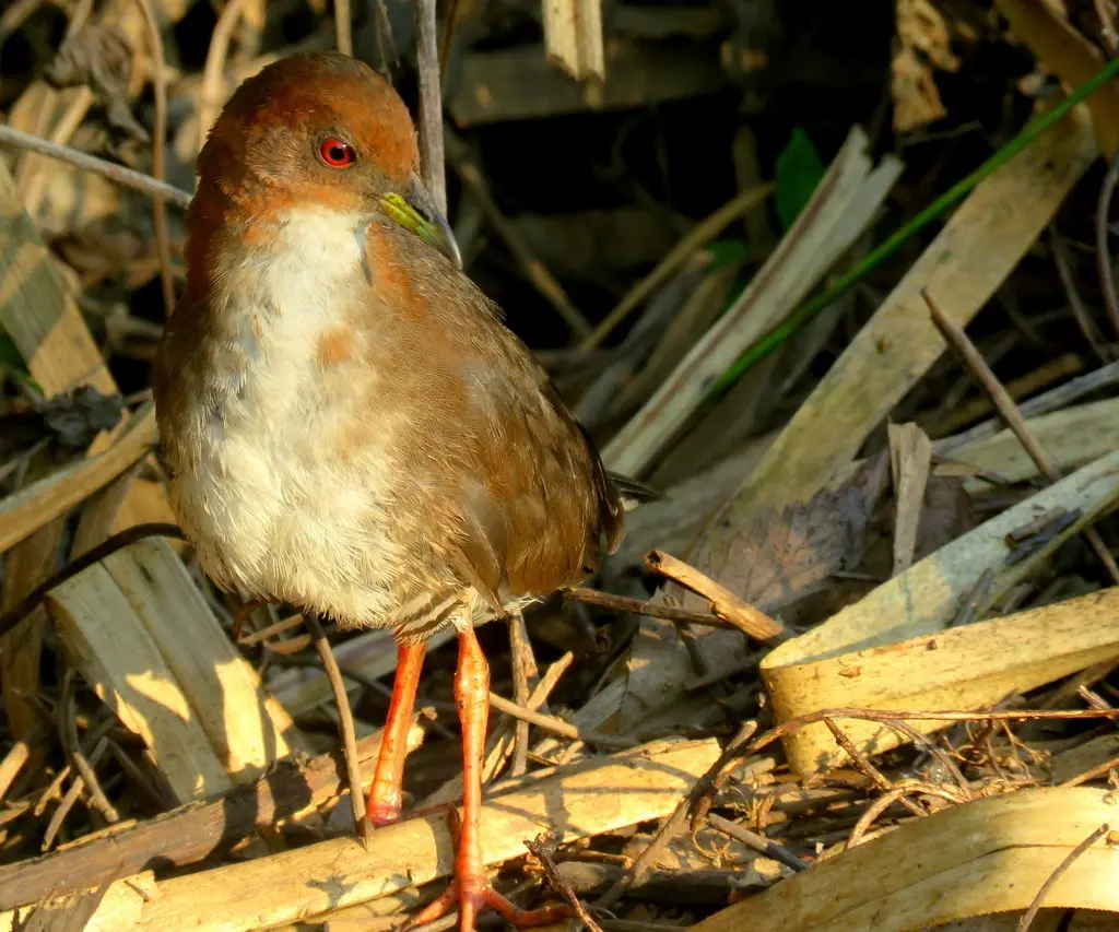 红白田鸡(Rufirallus leucopyrrhus)