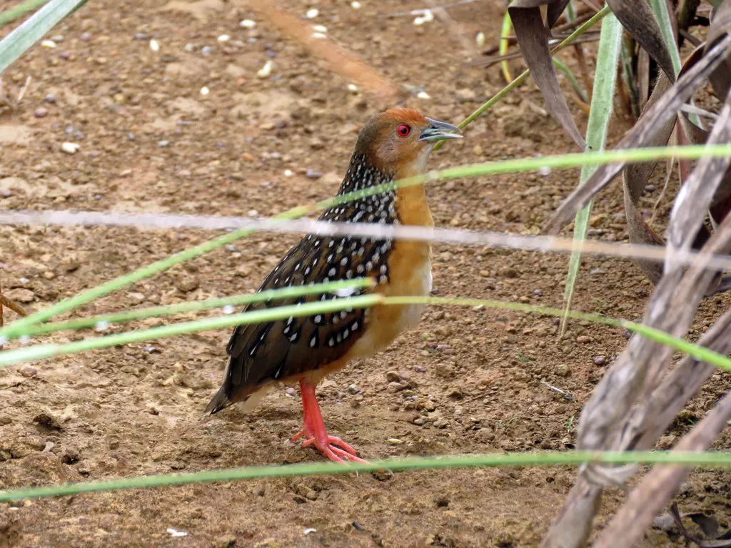 眼斑田鸡(Rufirallus schomburgkii)