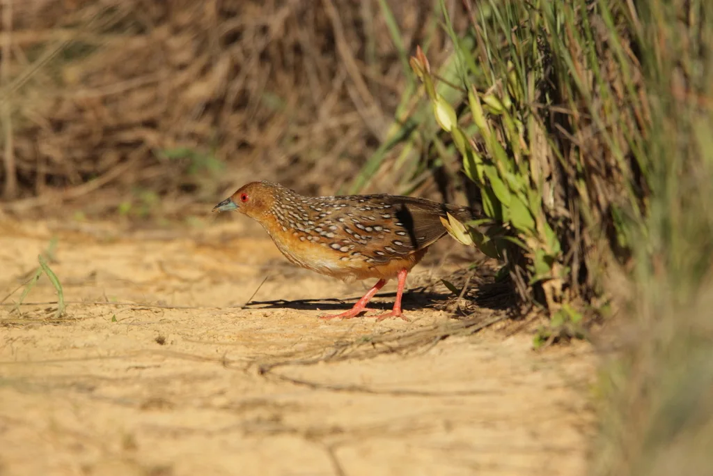 眼斑田鸡(Rufirallus schomburgkii)