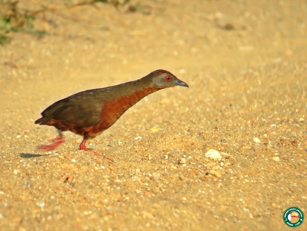 红顶田鸡(Rufirallus viridis)