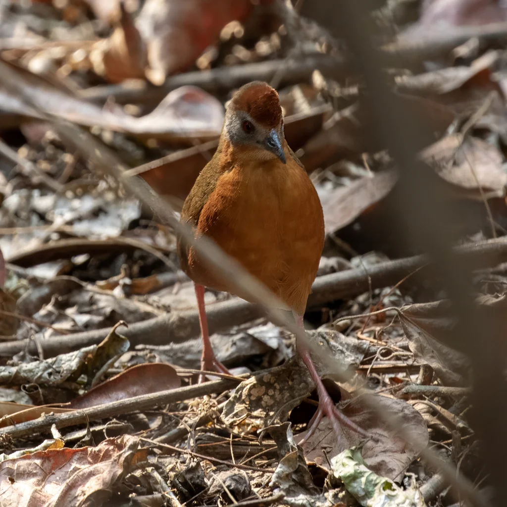 红顶田鸡(Rufirallus viridis)