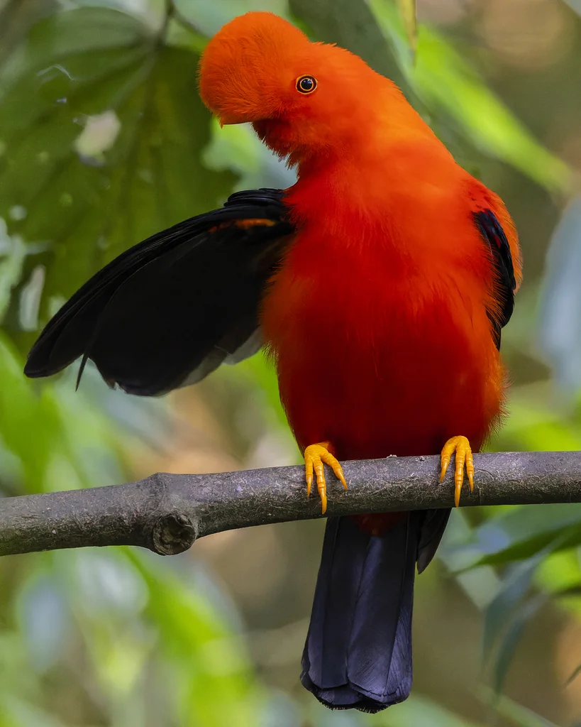 安第斯冠伞鸟(Rupicola peruvianus)