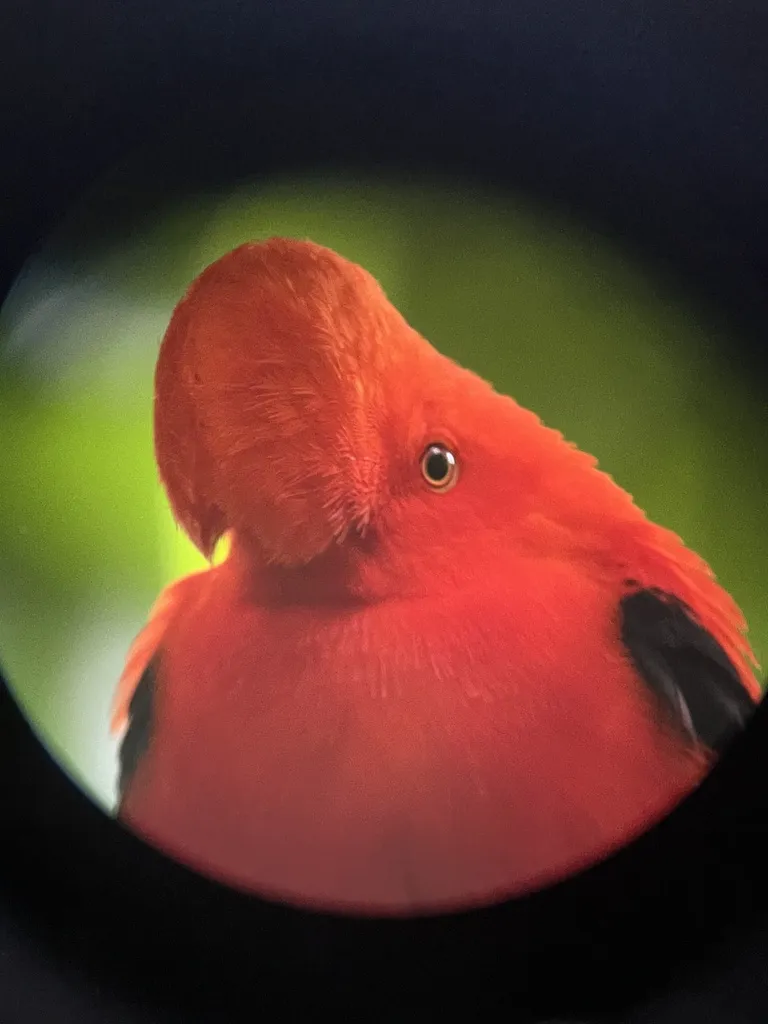 安第斯冠伞鸟(Rupicola peruvianus)