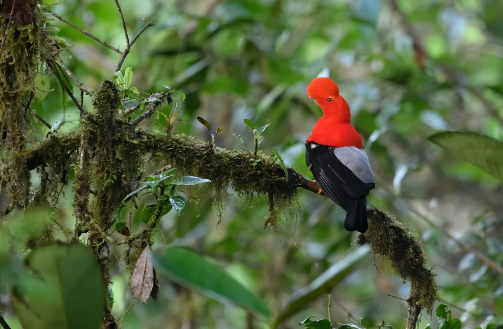 安第斯冠伞鸟(Rupicola peruvianus)