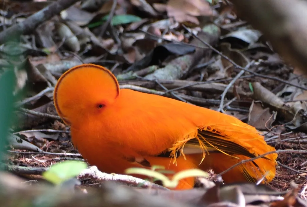 圭亚那冠伞鸟(Rupicola rupicola)