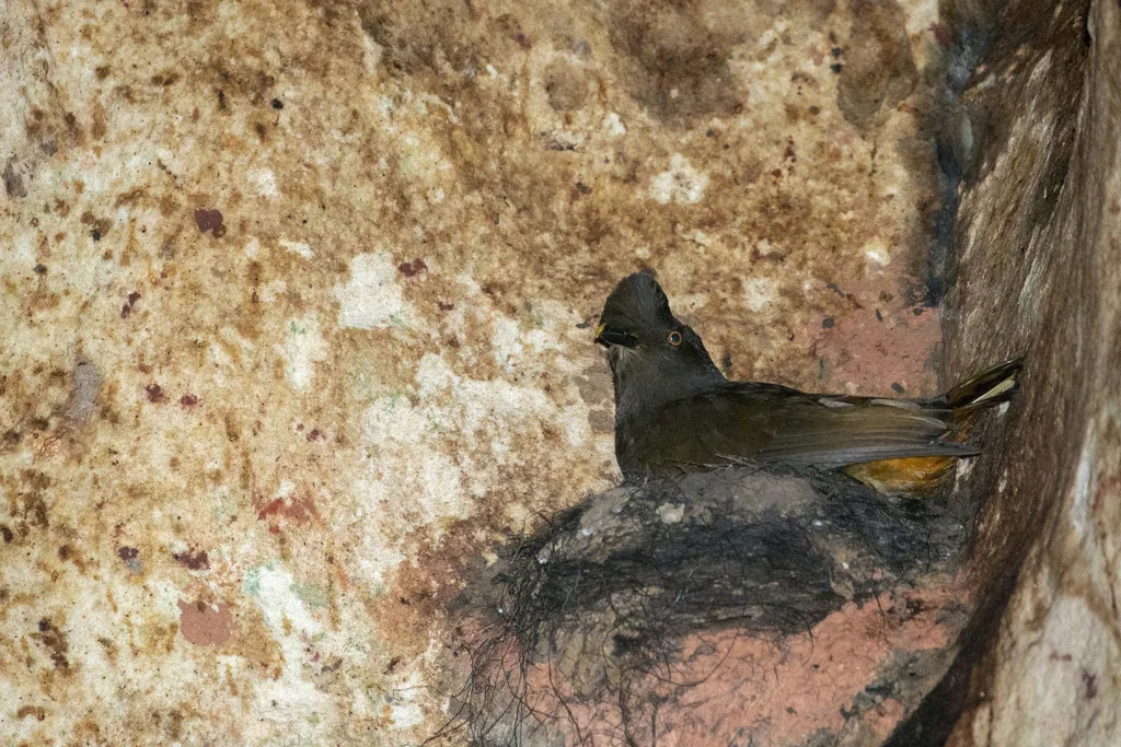 圭亚那冠伞鸟(Rupicola rupicola)