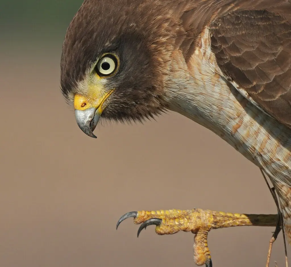 阔嘴鵟(Rupornis magnirostris)