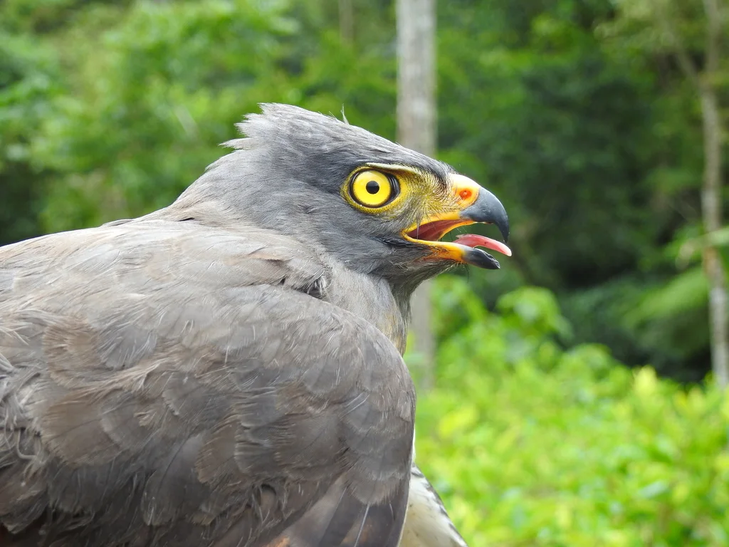 阔嘴鵟(Rupornis magnirostris)