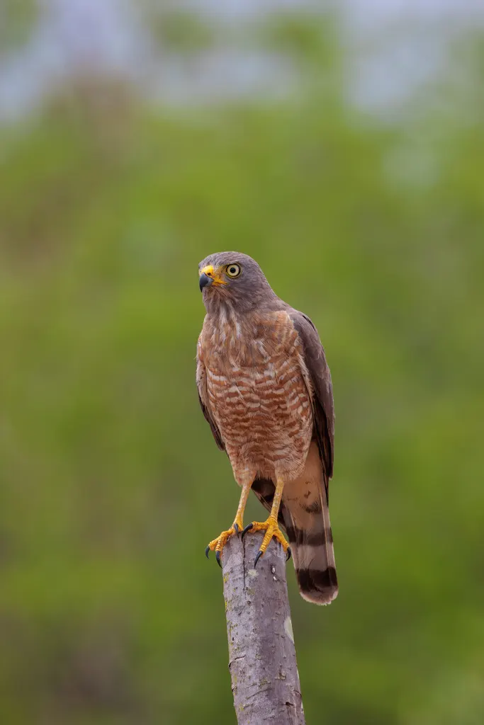 阔嘴鵟(Rupornis magnirostris)