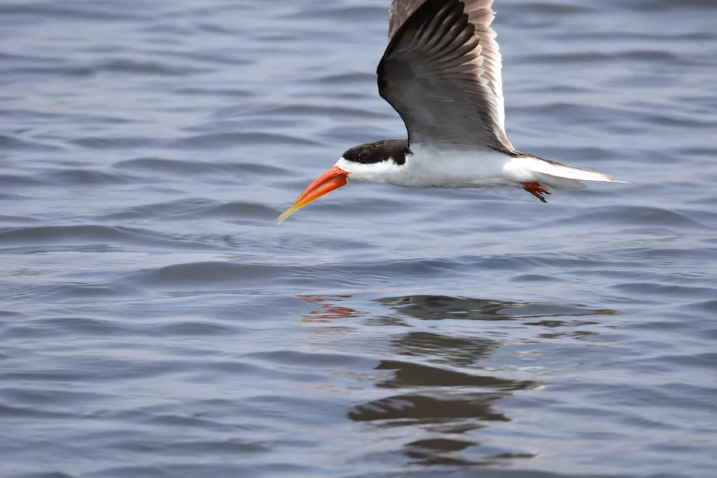 非洲剪嘴鸥（Rynchops flavirostris）