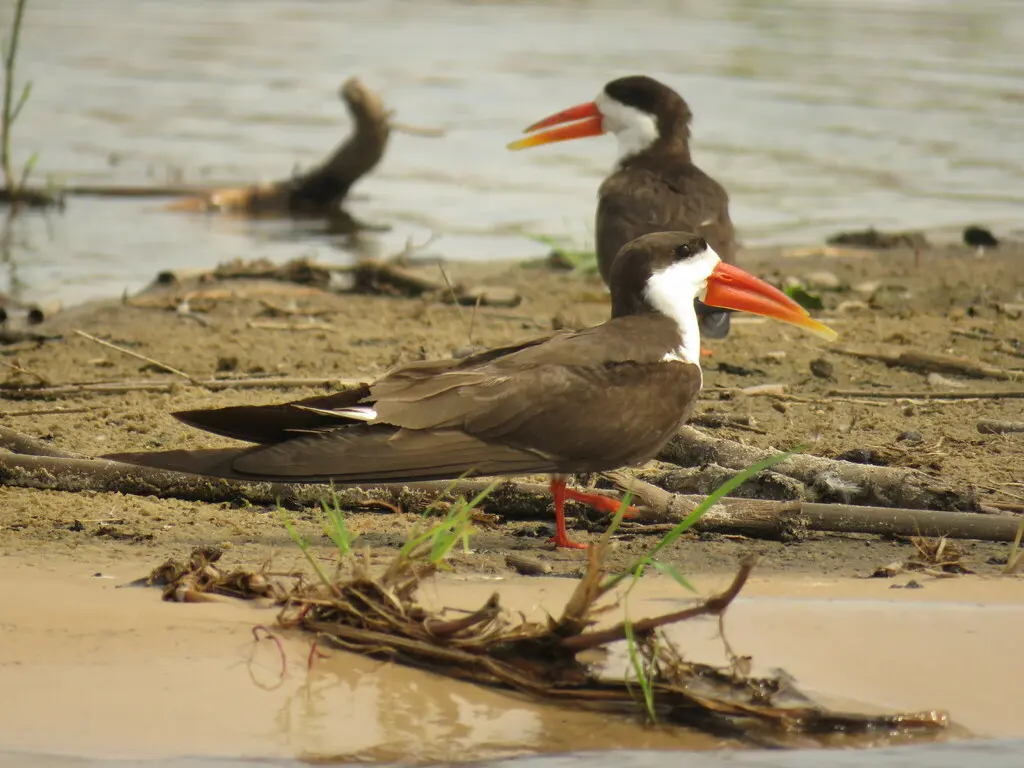 非洲剪嘴鸥（Rynchops flavirostris）