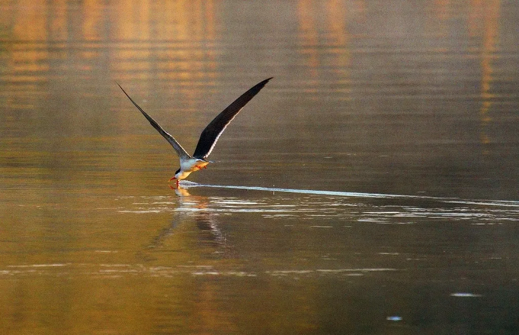 非洲剪嘴鸥（Rynchops flavirostris）